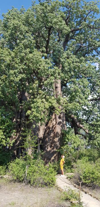 Botswana, Planet Baobab, Baobab